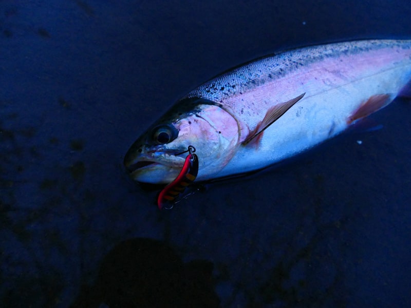釧路川の大アメマス 毎日釣り日和