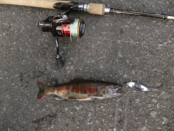 晩秋の釧路川の大きなアメマスが釣れた 北海道のルアー釣り 毎日釣り日和