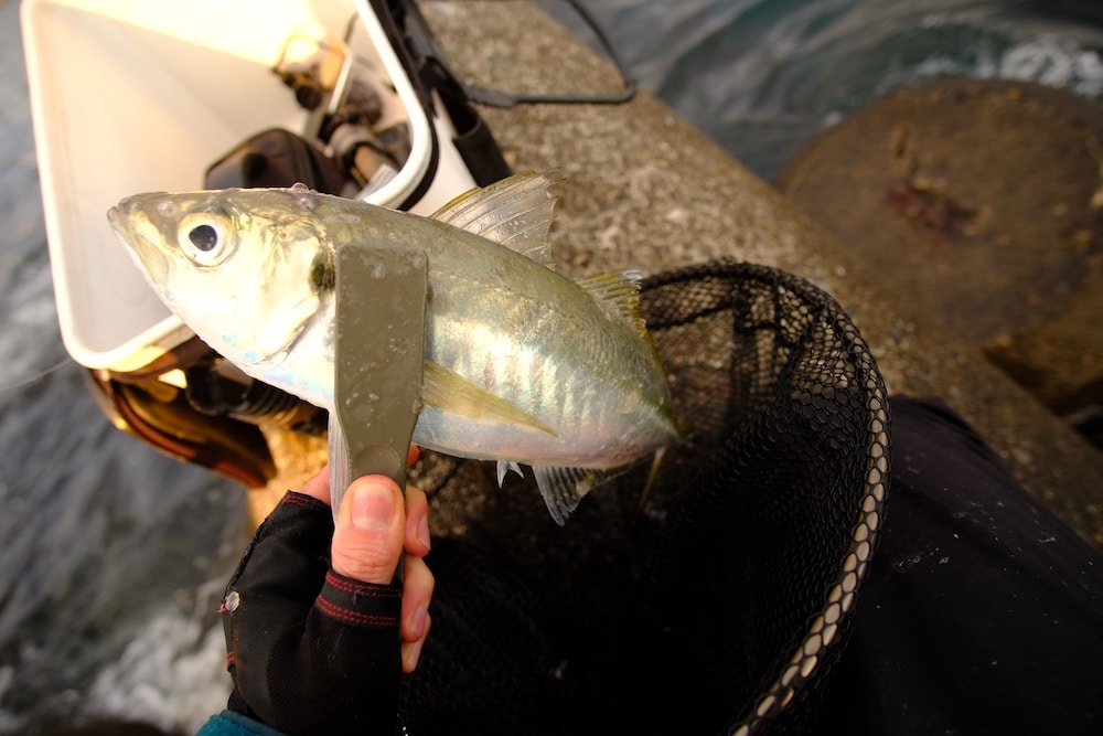 三重県でギガアジを狙う 釣れる所ではわっさわっさ釣れる アジング 毎日釣り日和