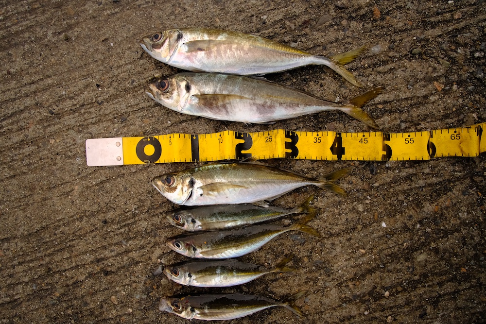 三重の海は冬が一番熱い ようやくギガアジを釣り上げたよ 毎日釣り日和