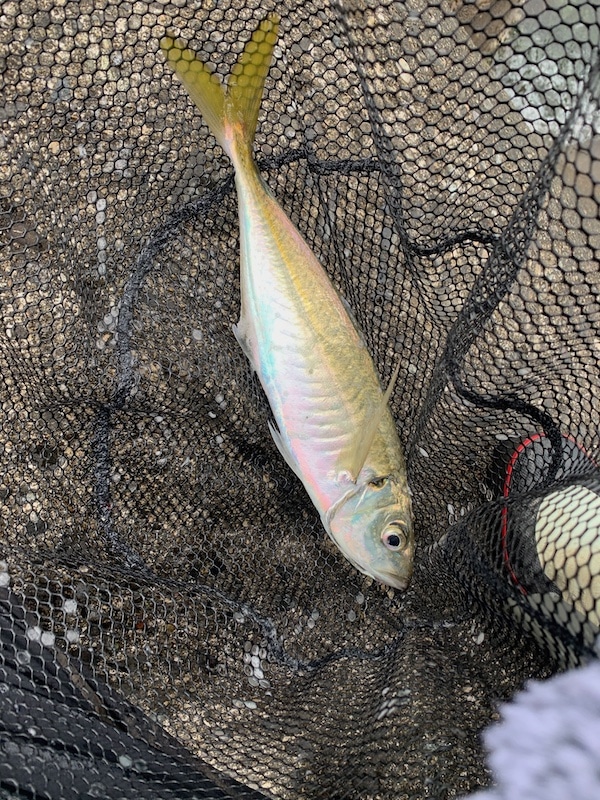 三重の海は冬が一番熱い ようやくギガアジを釣り上げたよ 毎日釣り日和