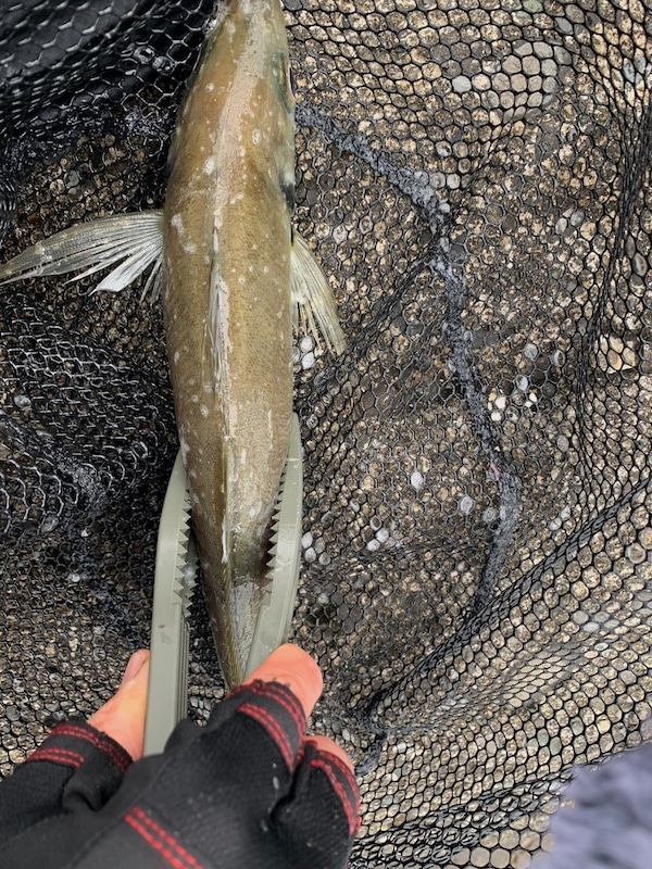 三重の海は冬が一番熱い ようやくギガアジを釣り上げたよ 毎日釣り日和