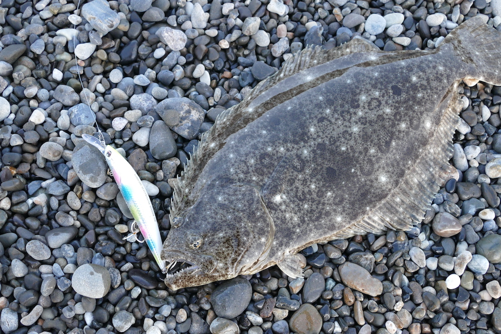 真冬の和歌山のサーフでヒラメが釣れたよ 熊野サーフ 毎日釣り日和