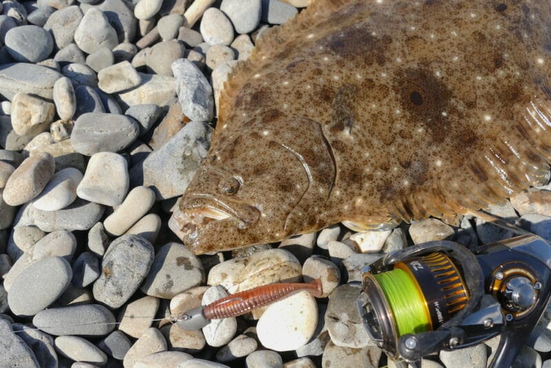 熊野川河口で大きな寒ヒラメが釣れたよ 王子ヶ浜 毎日釣り日和 熊野川河口で大きな寒ヒラメが釣れたよ 王子ヶ浜 毎日釣り日和